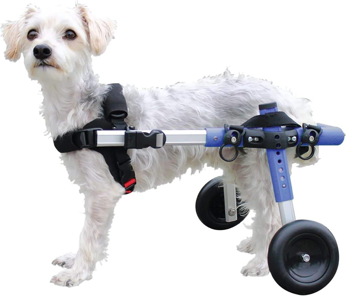 Test du fauteuil roulant Walkin' Wheels pour petits chiens