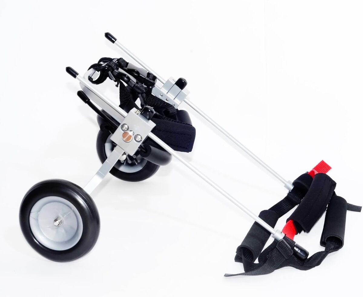 Test du Bfmxs-s & J Elite Chien : compagnon pour fauteuil roulant