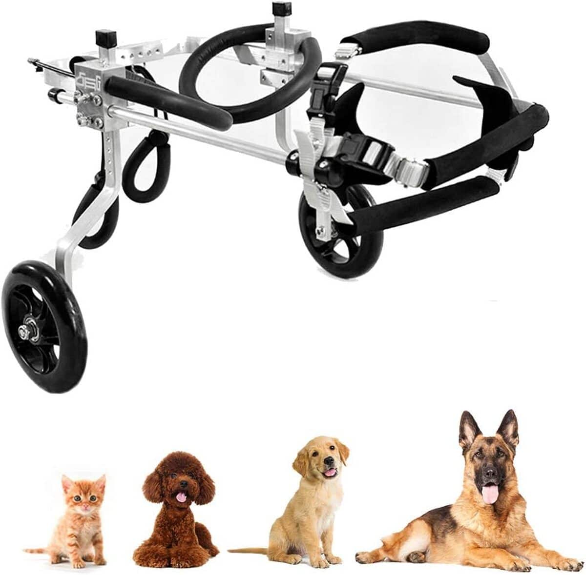 Test du fauteuil roulant ajustable pour animaux handicapés : réadaptation et mobilité