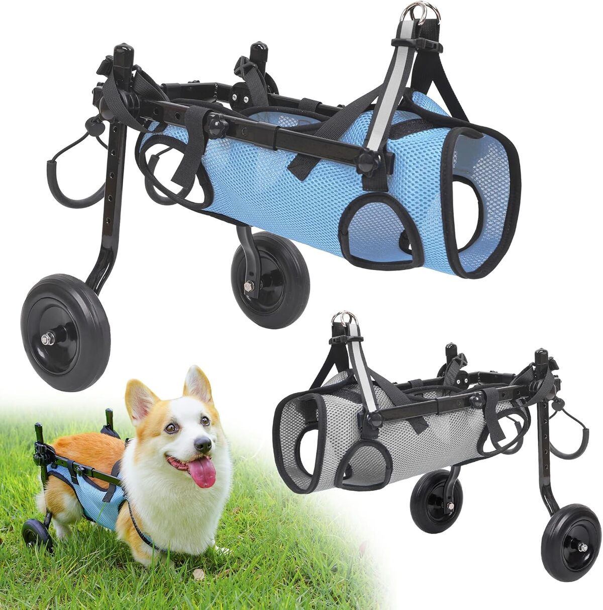 Test du fauteuil roulant pour chien avec pattes arrière handicapées
