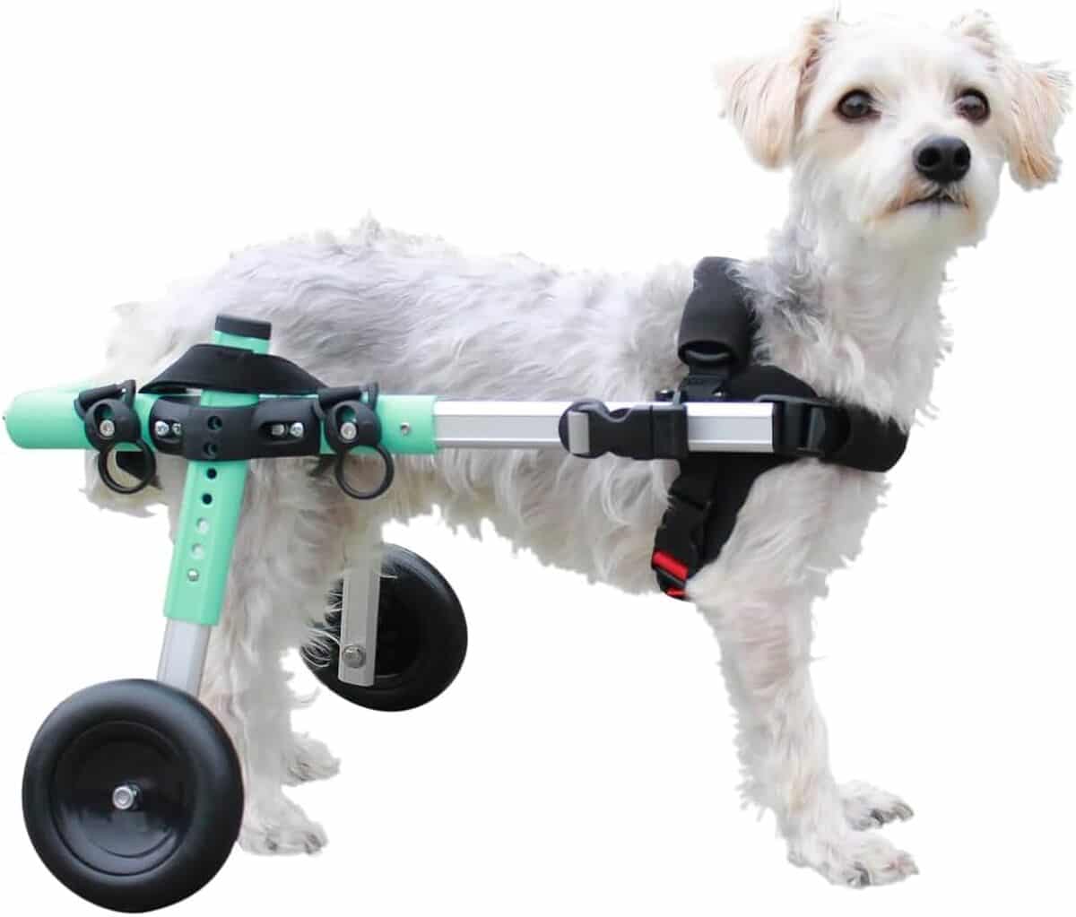 Test du fauteuil roulant pour chiens Walkin' Wheels : légèreté et confort pour petits compagnons