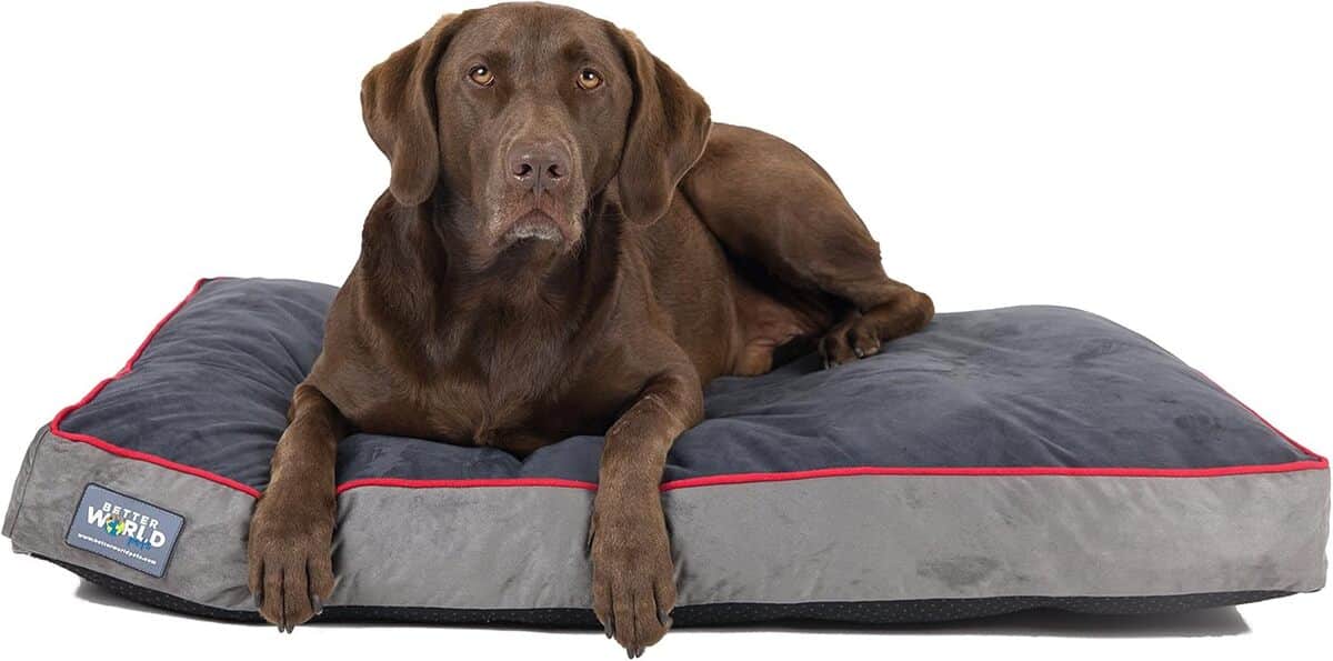 Test du lit orthopédique Better World Pets : confort pour chiens âgés