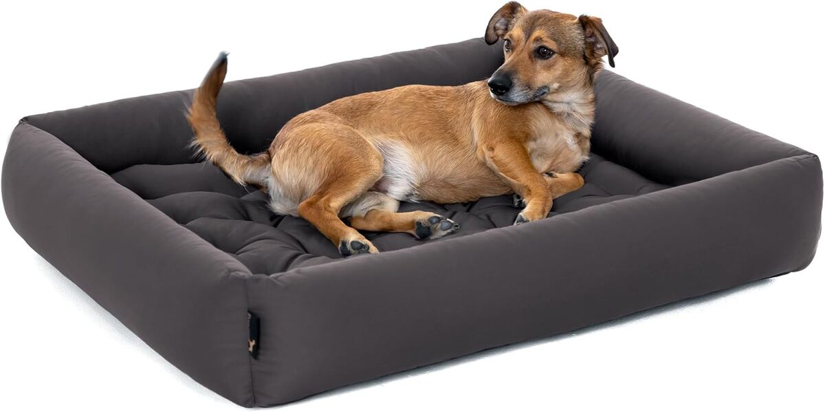 Test du lit orthopédique Pointer pour grands chiens : confort et résistance