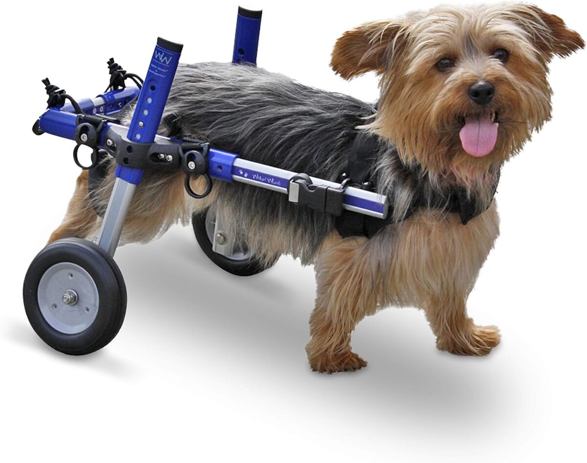 Test : chien pour fauteuil roulant Roues pour petite taille 11–11, 3 kilogrammes