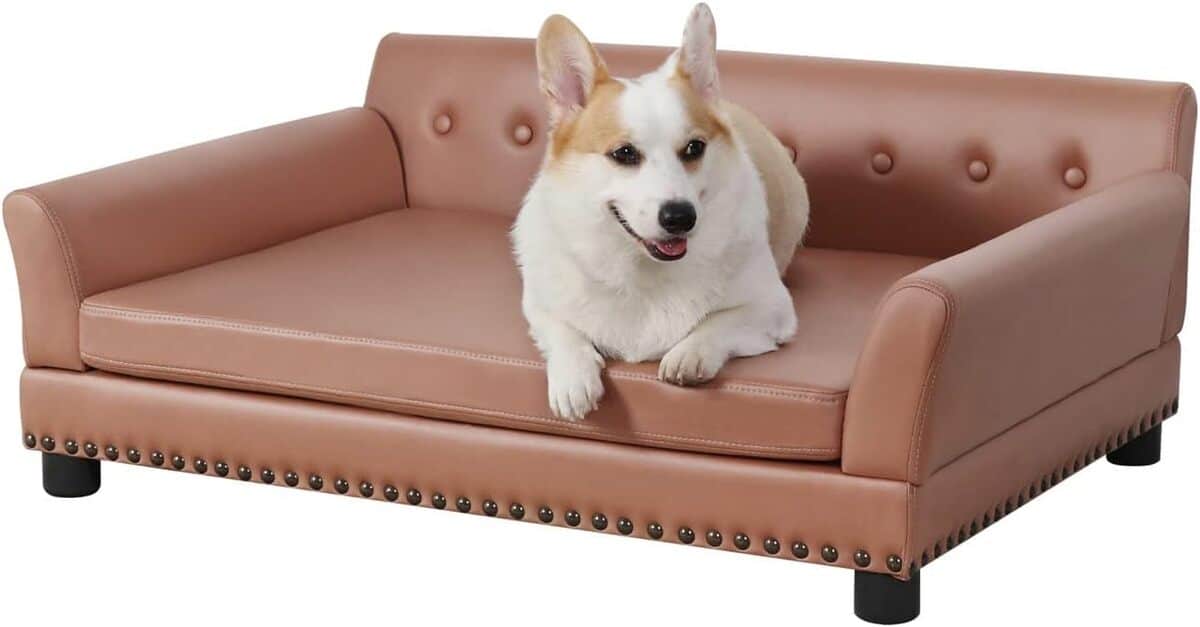 Test du canapé pour chien BingoPaw : confort XL surélevé pour grands chiens