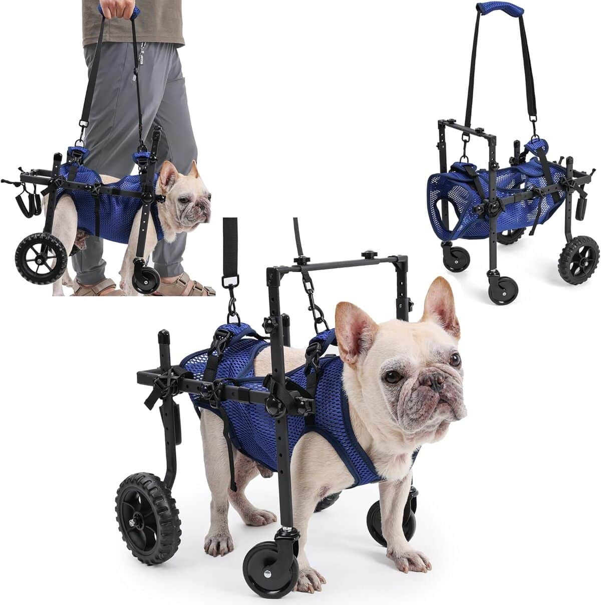Test du fauteuil roulant réglable ETIAL pour chiens âgés