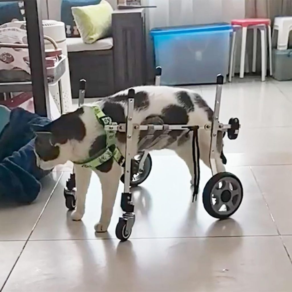 Test du chariot chien handicapé : aides à la mobilité pour petites tailles