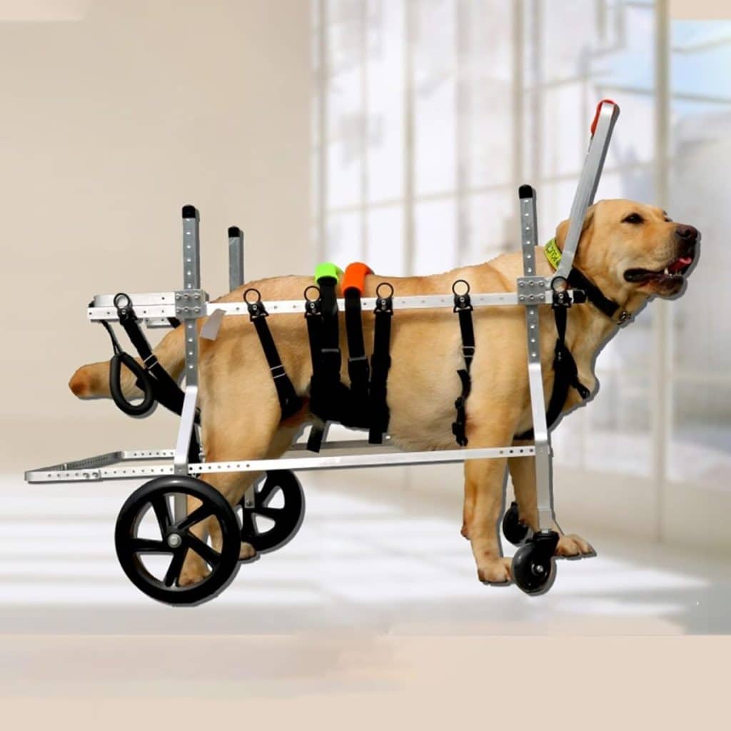 Test du chariot fauteuil roulant 4 roues pour chiens handicapés toutes tailles