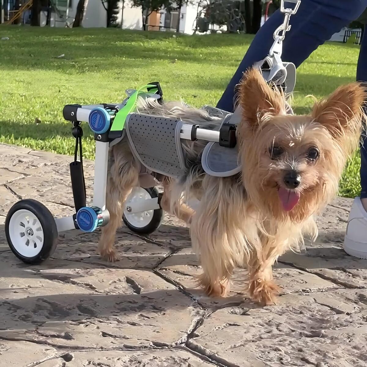 Test du fauteuil roulant LetPetRun : mobilité ajustable pour chiens