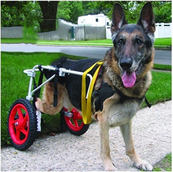 Fauteuil Roulant Chien Harnais Grand Chien Fauteuil Roulant pour Chien Compagnie Chariot de Chiens Chaise Des Pattes Postérieures Réhabilitation, Des Roues Walkin Aidez-les (Size : X-Large b)
