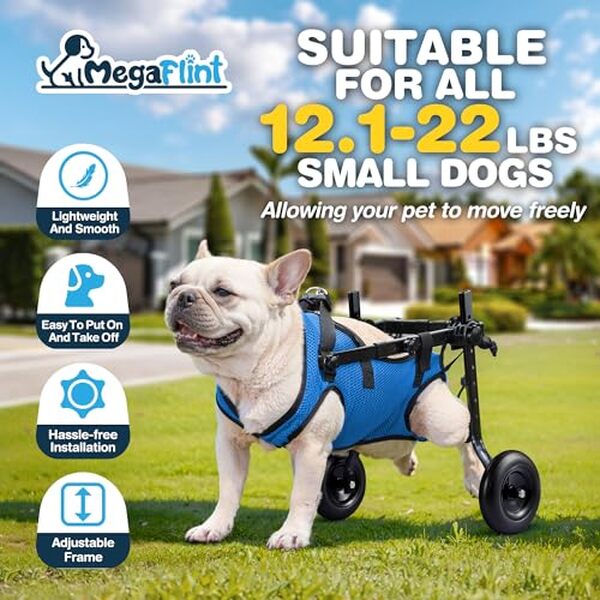 Découvrez notre test complet du fauteuil roulant Megaflint pour animaux handicapés : une solution innovante pour assurer la mobilité et le confort de vos compagnons à quatre pattes retrouve la joie de vivre grâce à Megaflint