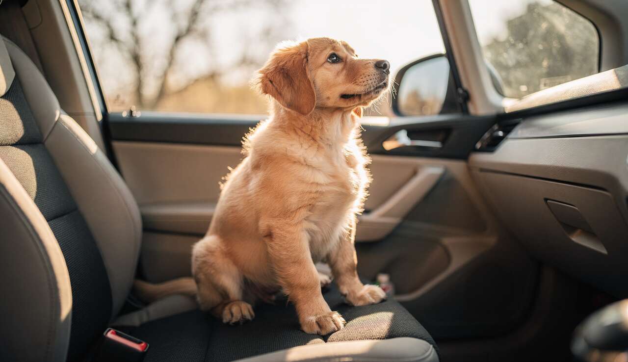 Chiot en voiture : réussir les premiers trajets