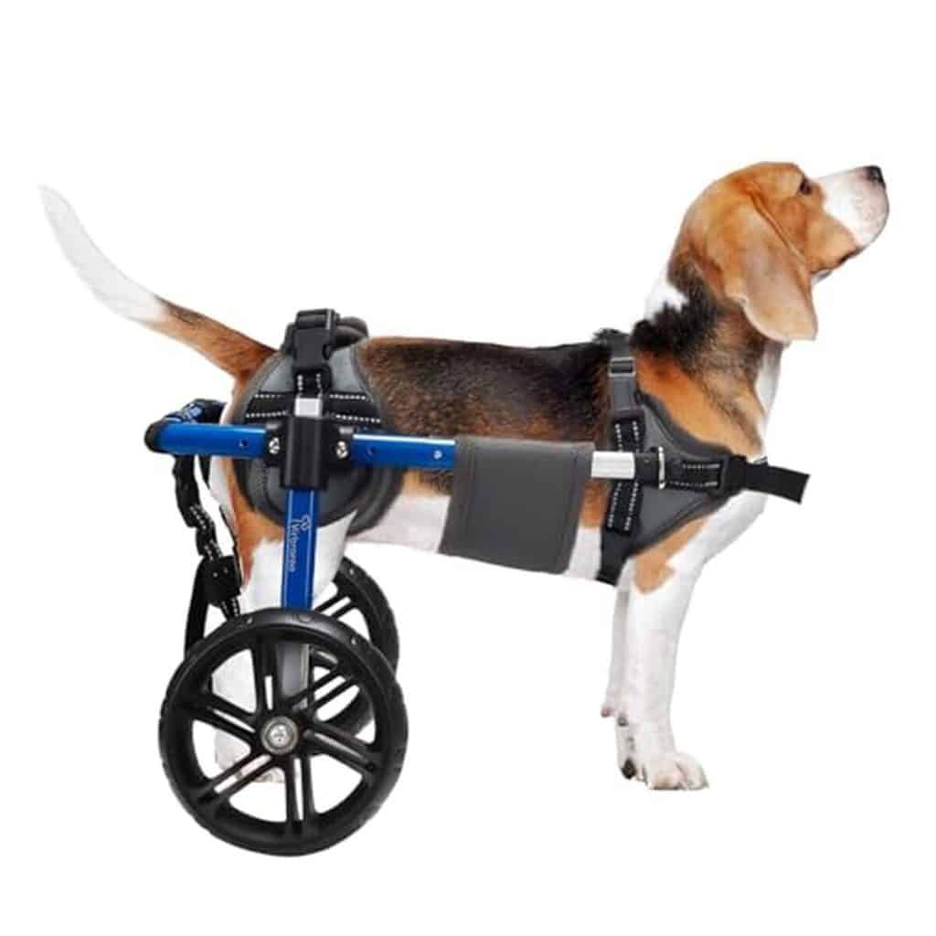 Évaluation du fauteuil roulant VibraRoo 2026 pour chien : meilleure mobilité pour les pattes arrière