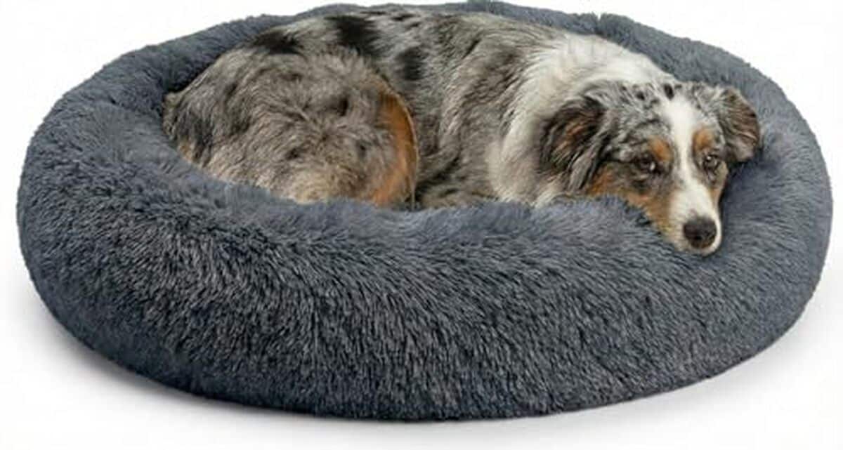 Test du lit orthopédique apaisant Active Pets pour chien