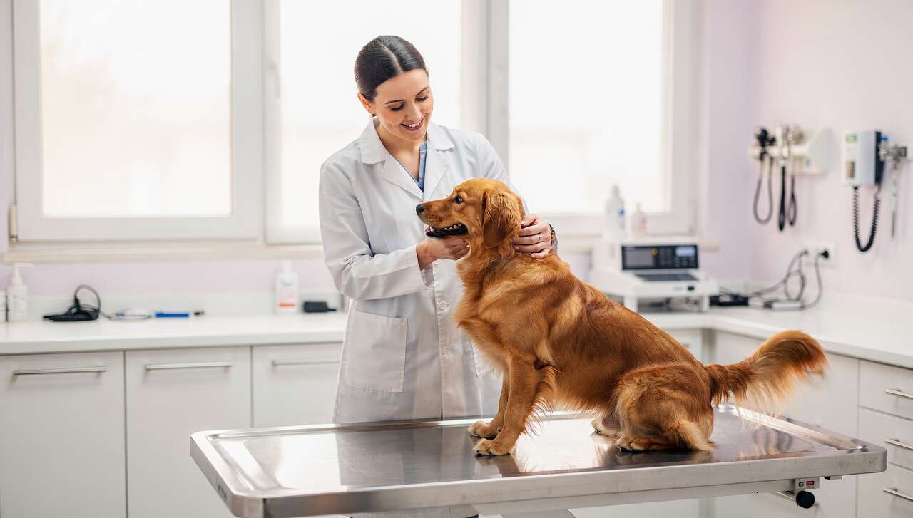 Comment choisir son vétérinaire pour le bien-être canin ?