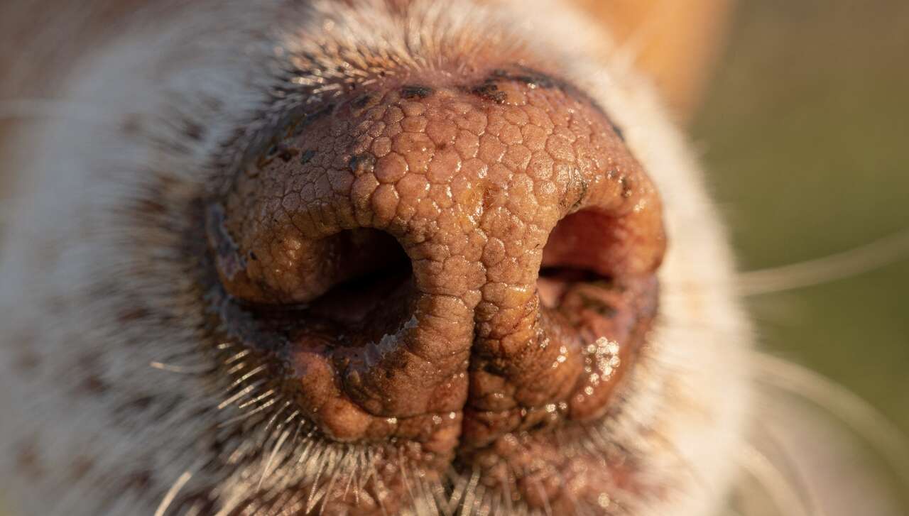 3 éléments essentiels sur la truffe de votre chien