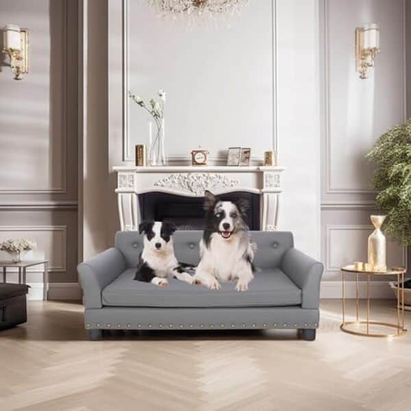 Découvrez notre test minutieux du canapé pour chien BingoPaw XL : un confort surélevé pour le bien-être optimal de votre compagnon à quatre pattes.