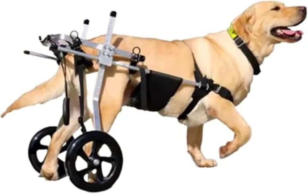 Évaluation du chariot roulant auteuil XL pour rééducation canine