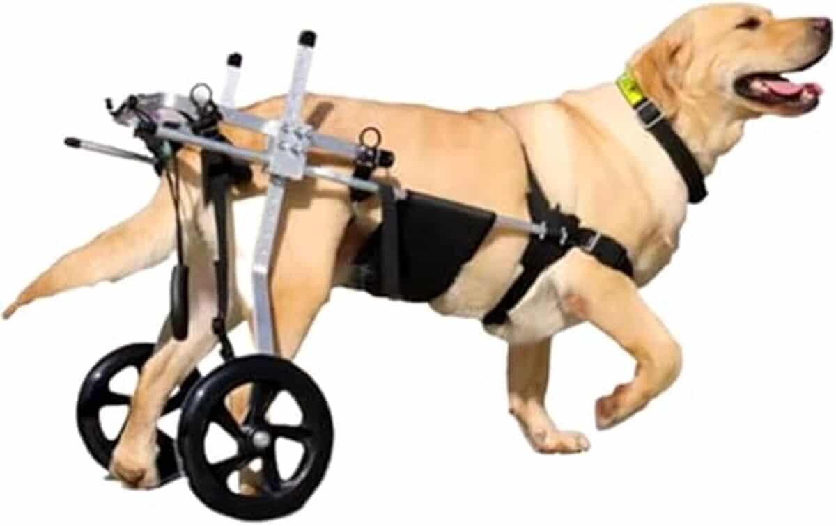 Test du fauteuil roulant XXXL pour chien de taille moyenne à grande