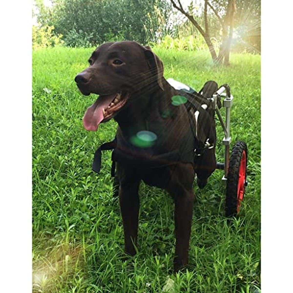 Test du harnais fauteuil roulant KITCISSL pour grand chien : réhabilitation efficace