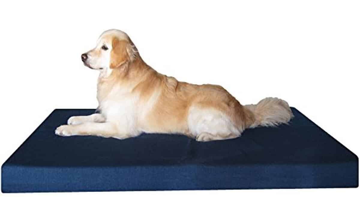 Test du lit orthopédique XXL Dogbed4less pour grands chiens