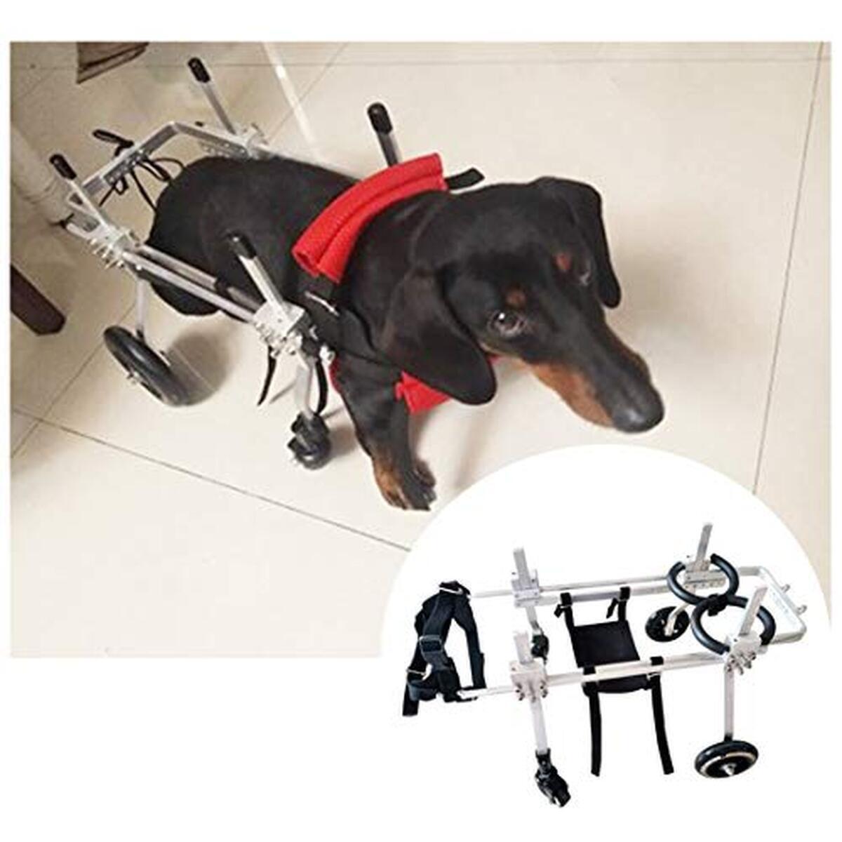 Test : fauteuil roulant Pet réglable pour petits animaux (taille XXS)