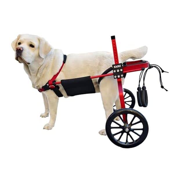 Découvrez notre test complet du fauteuil roulant réglable KAJILE pour chien taille XXL-3 : caractéristiques, avantages et avis utilisateurs pour une mobilité optimale de votre animal