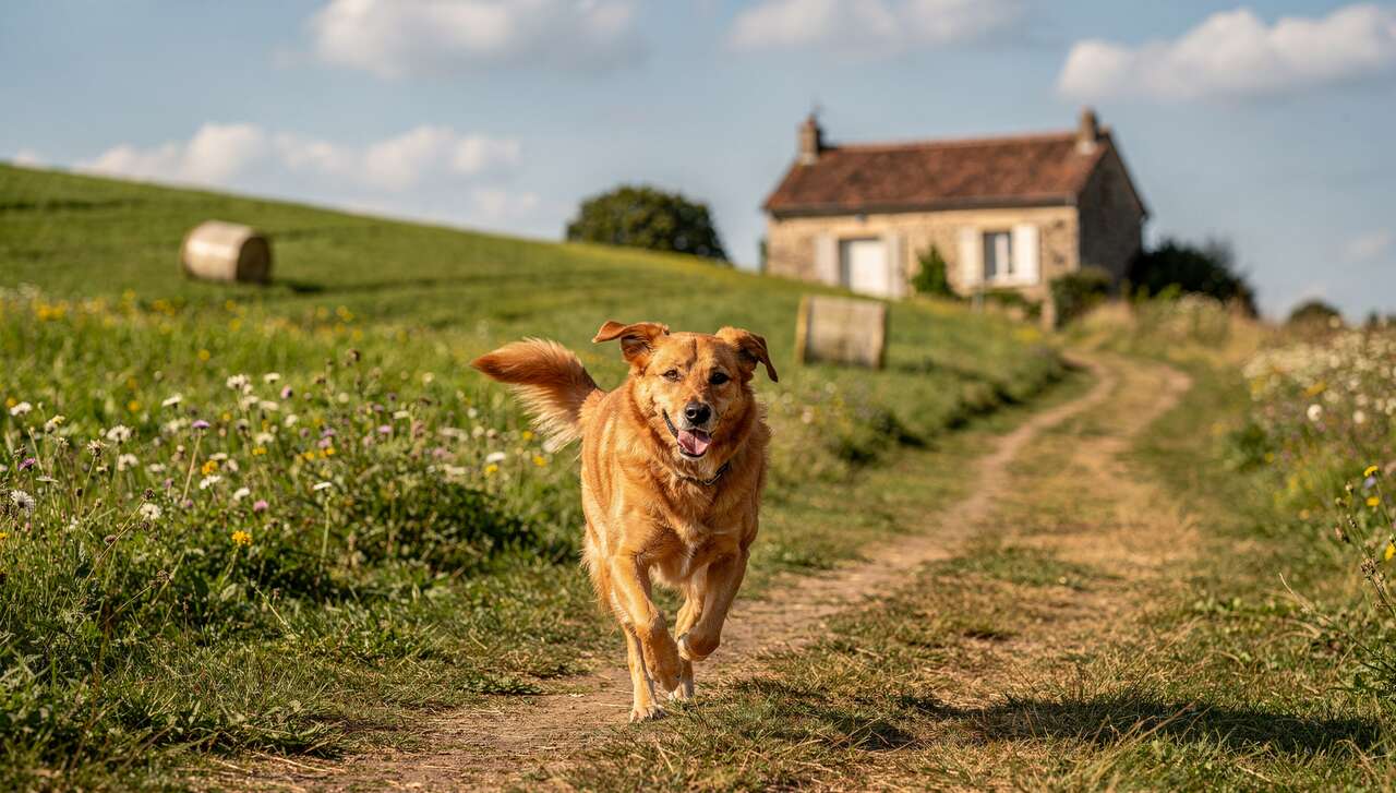 Pourquoi interdire les colliers de dressage