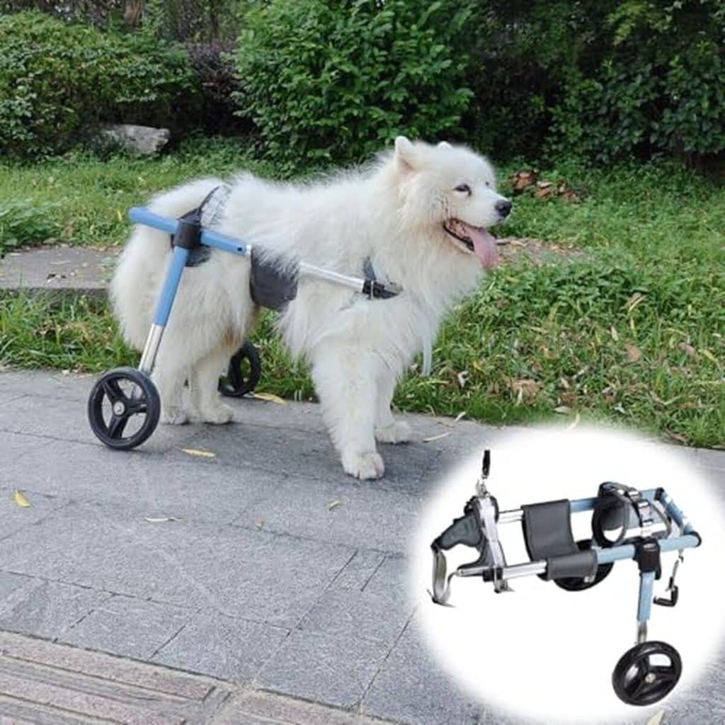 Test du chariot déambulateur pour chien handicapé de grande race