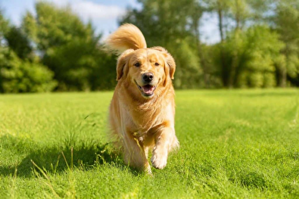Attention aux épillets : protégez votre chien