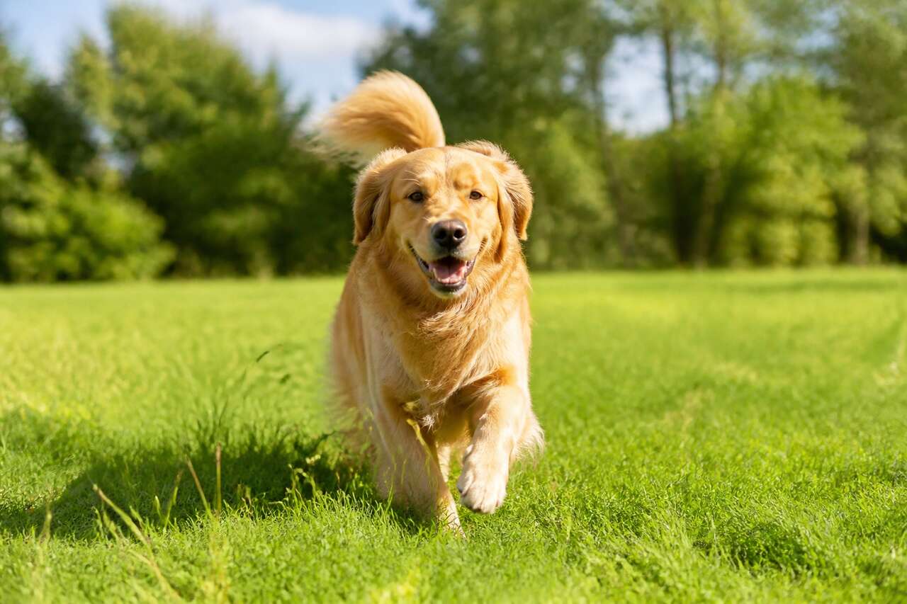 Attention aux épillets : protégez votre chien