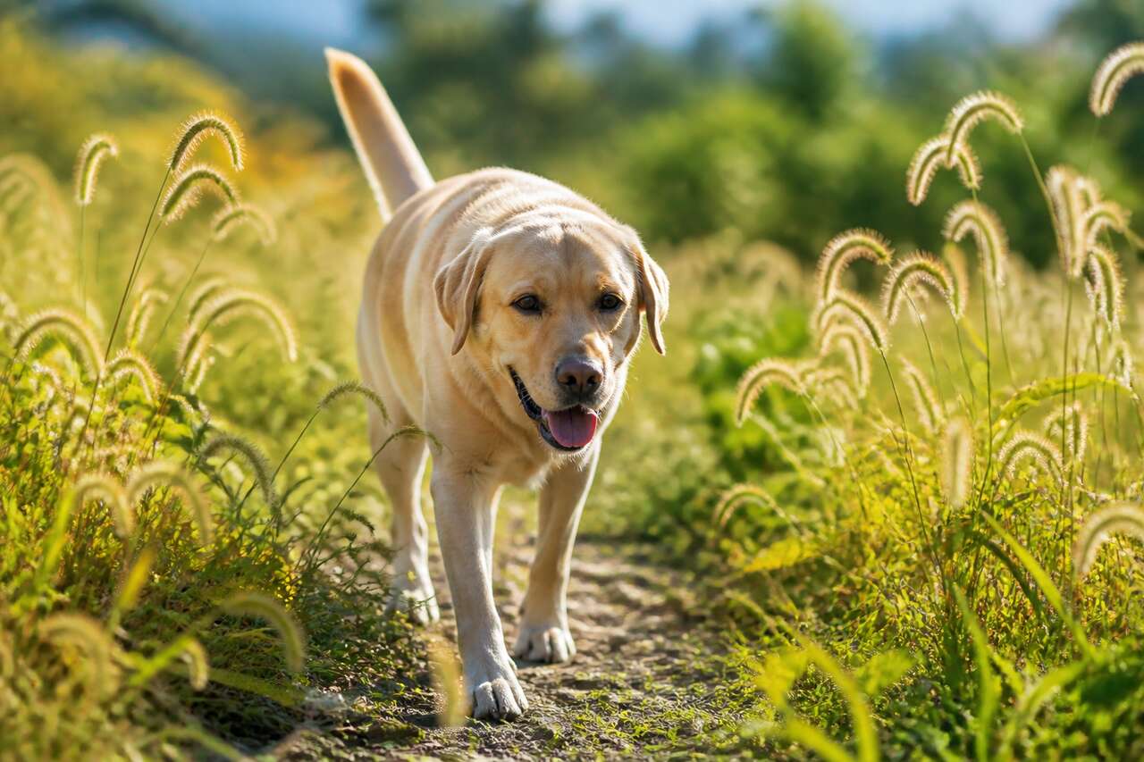 Comment repérer un épillet sur votre chien ?