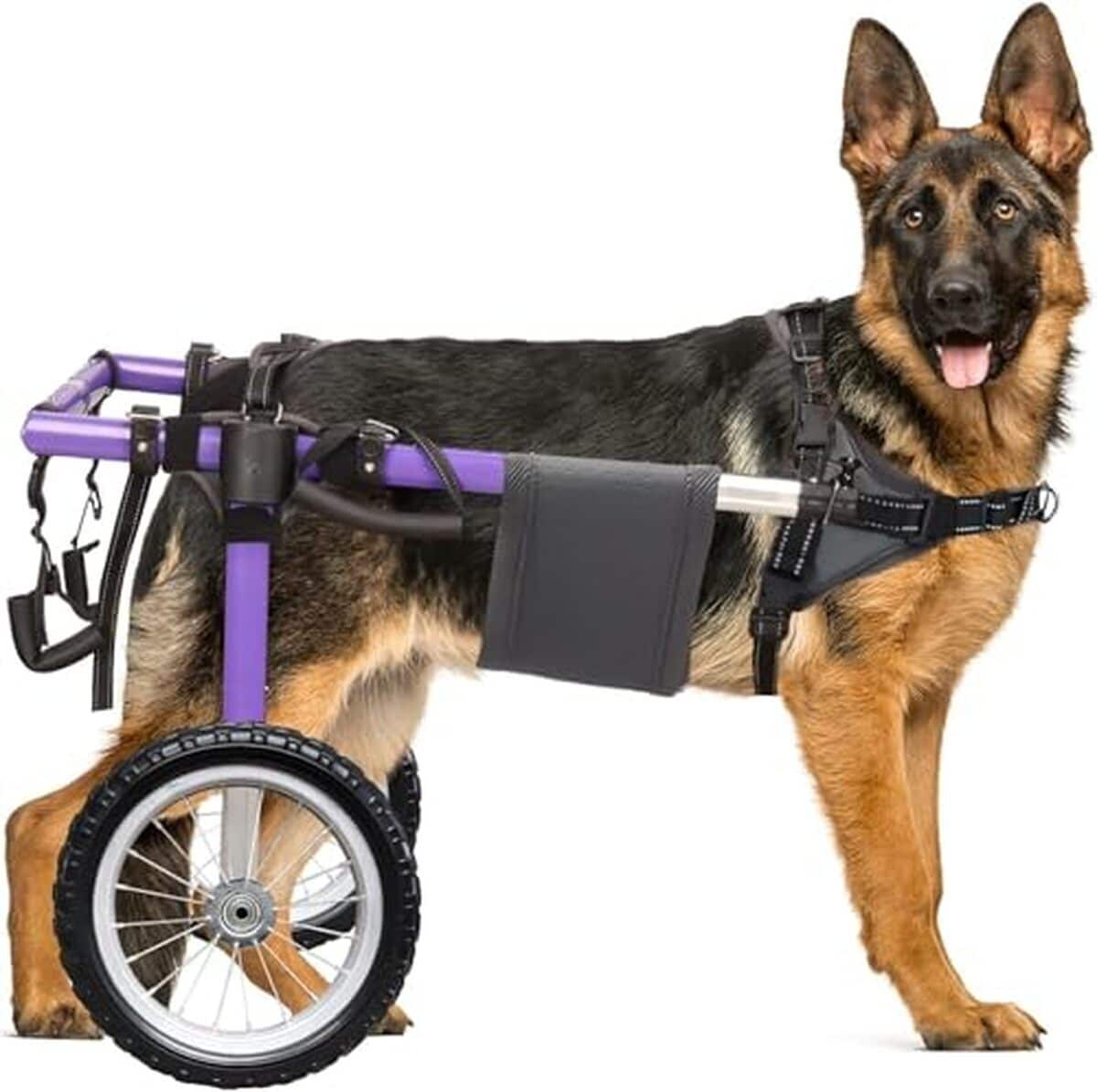 Test : fauteuil roulant pour chien (Extra XL)