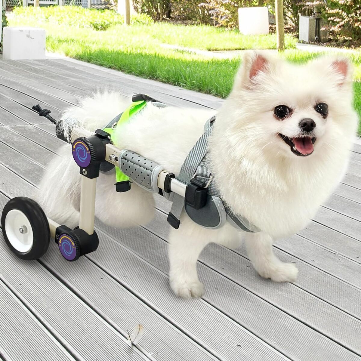 Test du fauteuil roulant réglable LetPetRun pour chien : soutien de la mobilité