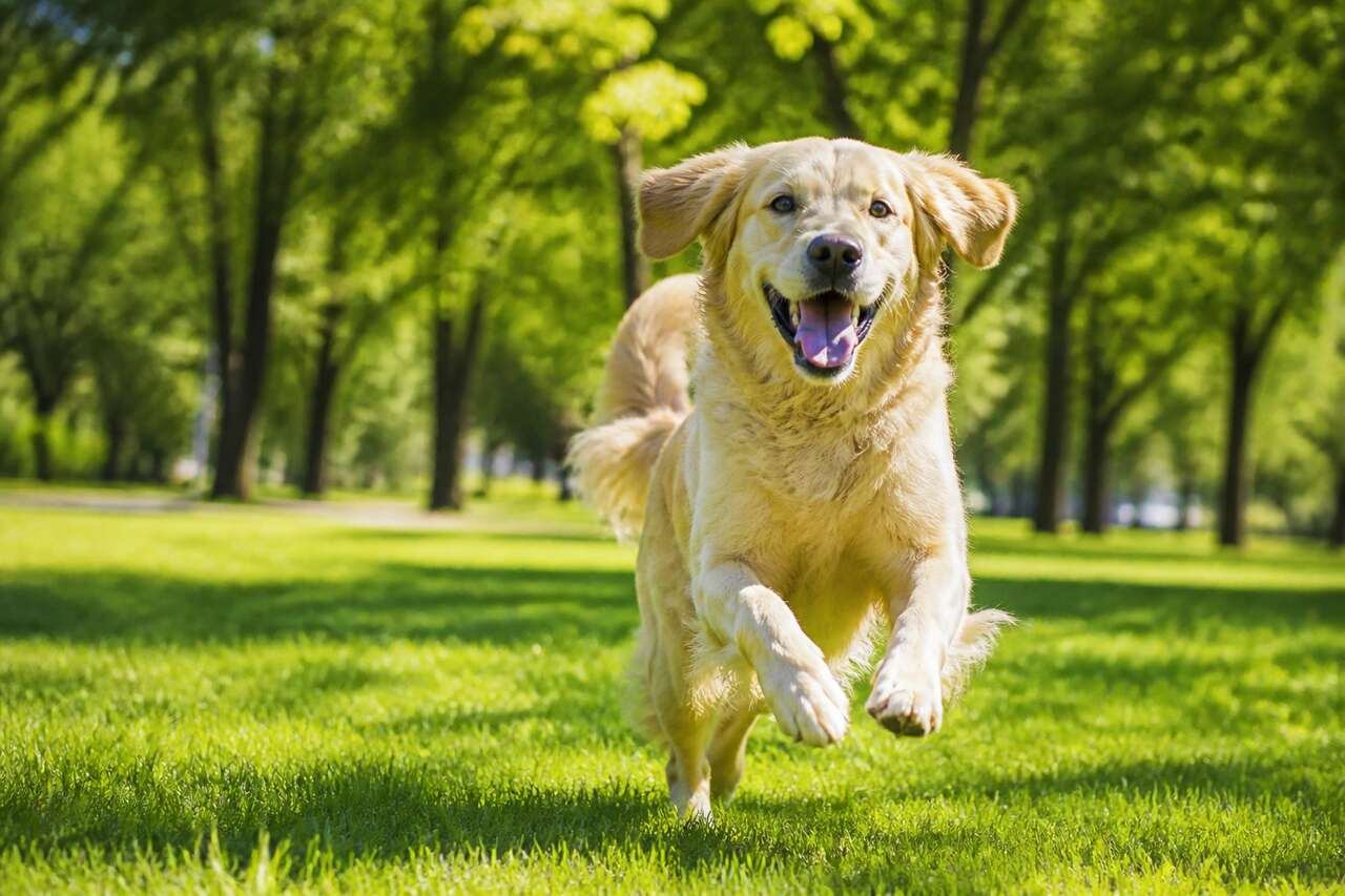 Pourquoi l&rsquo;activit&eacute; physique &eacute;quilibre le bien-&ecirc;tre du chien