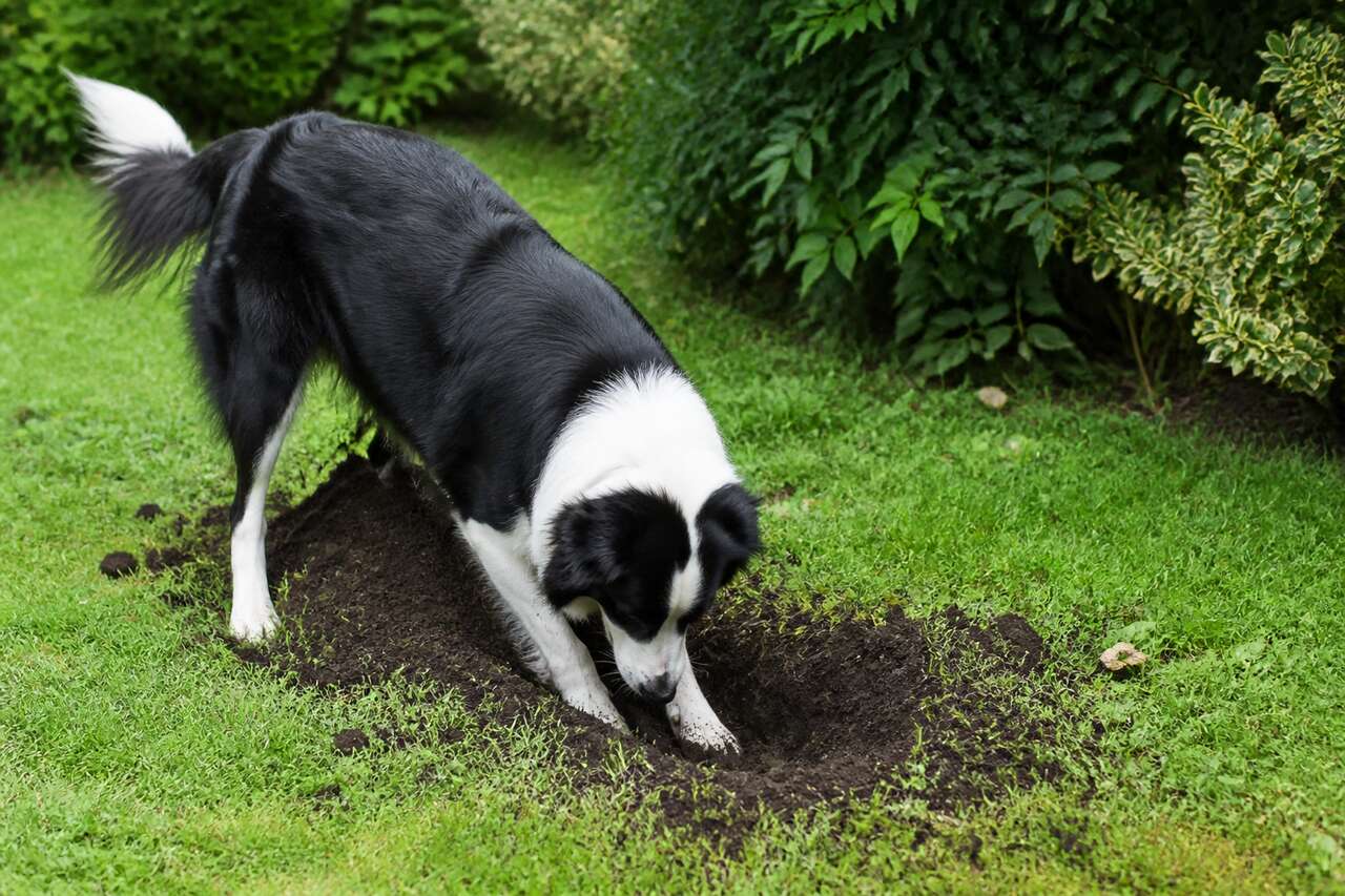Pourquoi mon chien creuse-t-il des trous dans le jardin ?