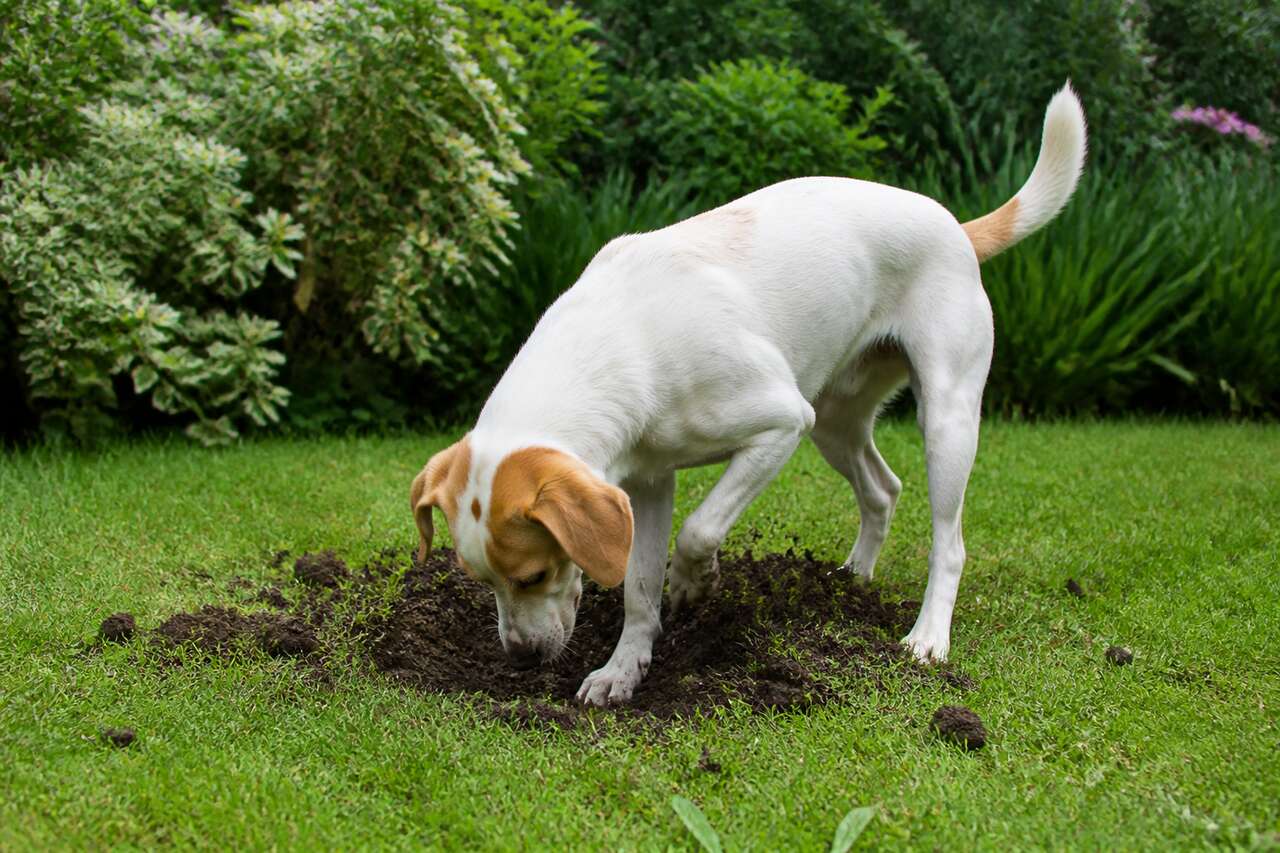 Ce que signifie vraiment un chien qui creuse Ce que signifie vraiment un chien qui creuse