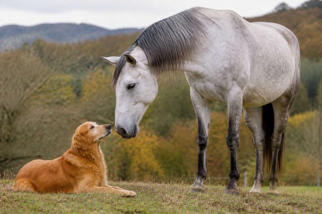 Cohabitation chiens et chevaux : astuces et conseils