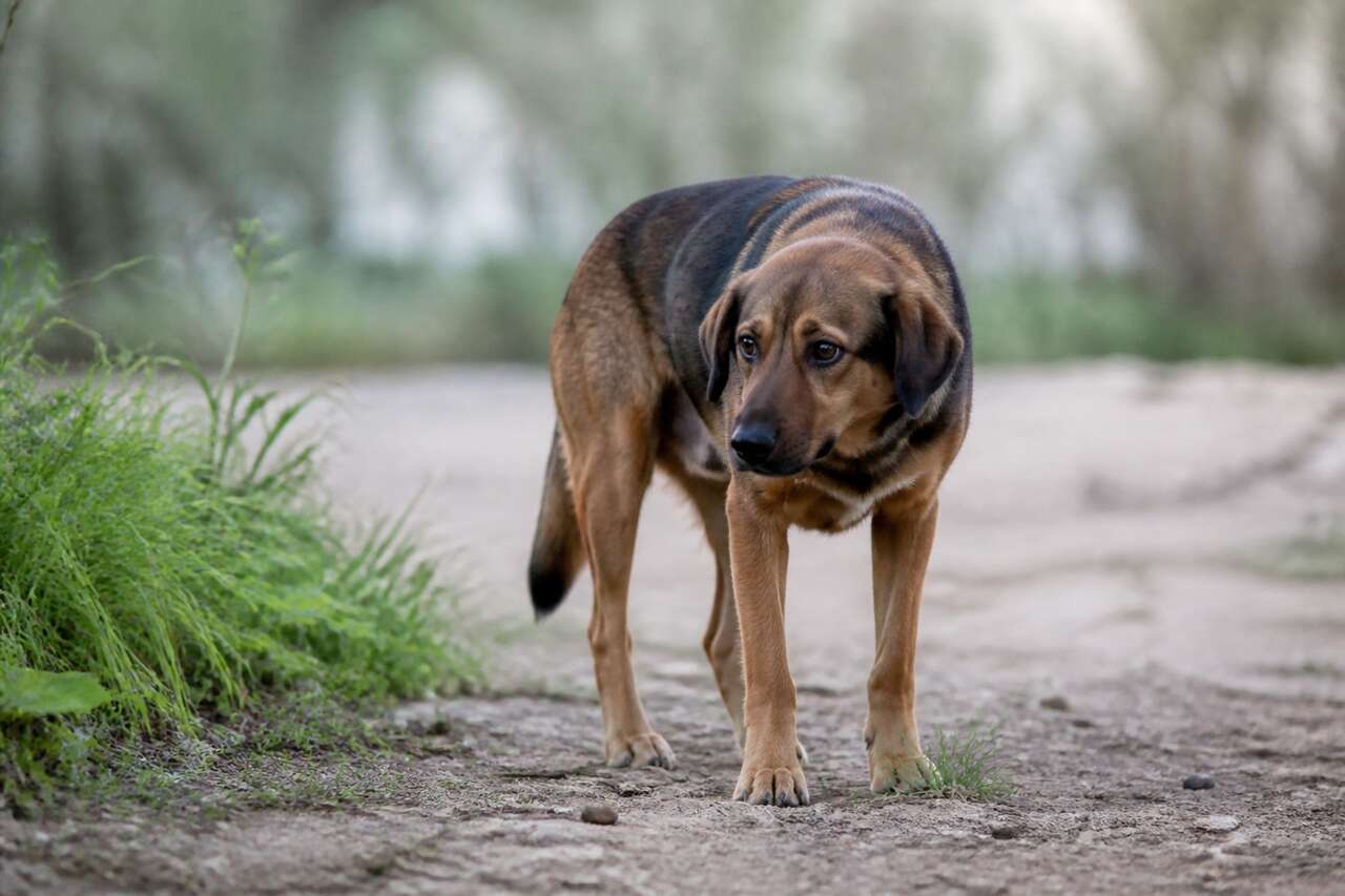 Chien peureux : faut-il le rassurer ou le caresser ?